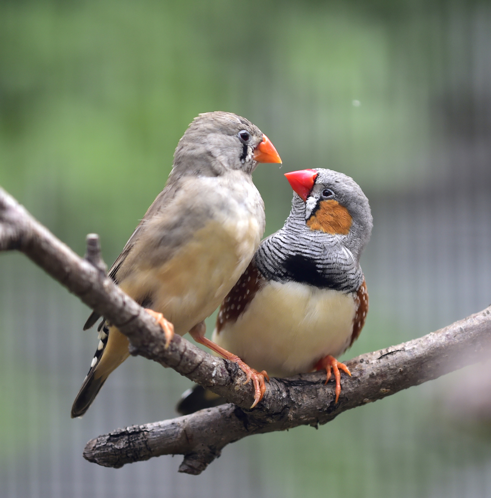 Bird Model Tapped for AI